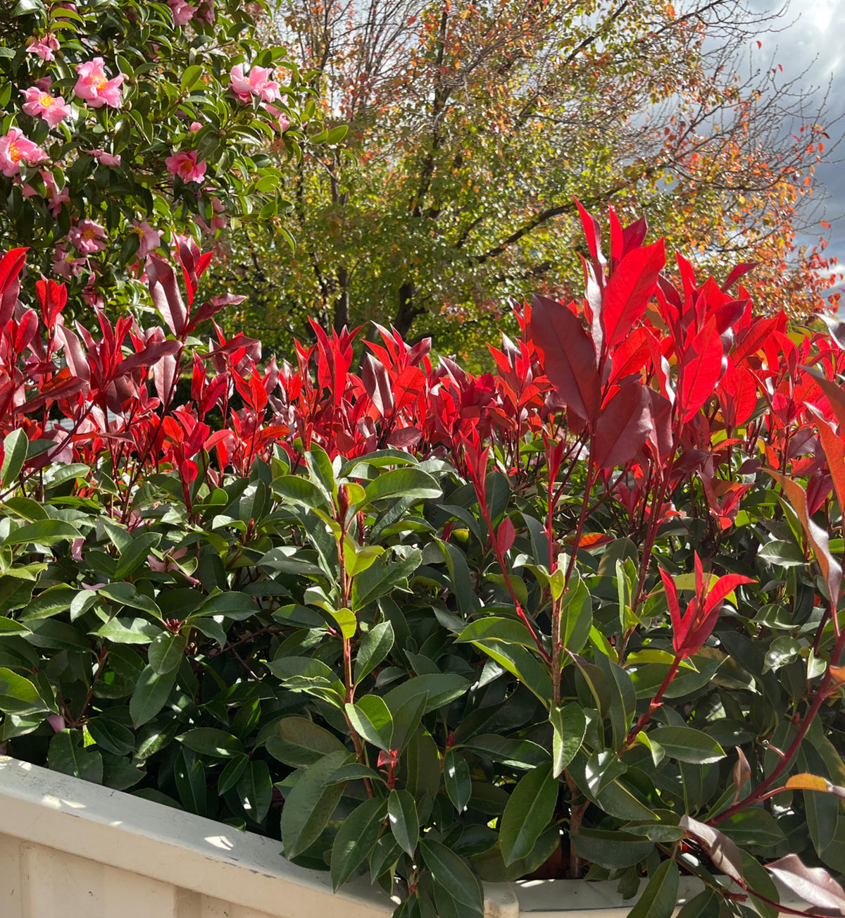 Photinia × fraseri 'Robusta Compacta' Hedging Shrub in 9L Pot Masses of Photinia Fraseri 'Robusta Compacta' foliage in a garden. The lowest leaves are glossy green, the highest leaves are vivid red. 1