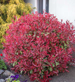 Photinia Fraseri Pink Marble Hedging Shrub in 9L Pot A large, mature Photinia Fraseri 'Pink Marble' shrub planted in a garden. The leaves are a vivid red and the shrub has formed a large ball shape. 1