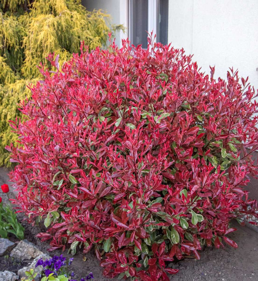 Photinia Fraseri Pink Marble Hedging Shrub in 9L Pot A large, mature Photinia Fraseri 'Pink Marble' shrub planted in a garden. The leaves are a vivid red and the shrub has formed a large ball shape. 1