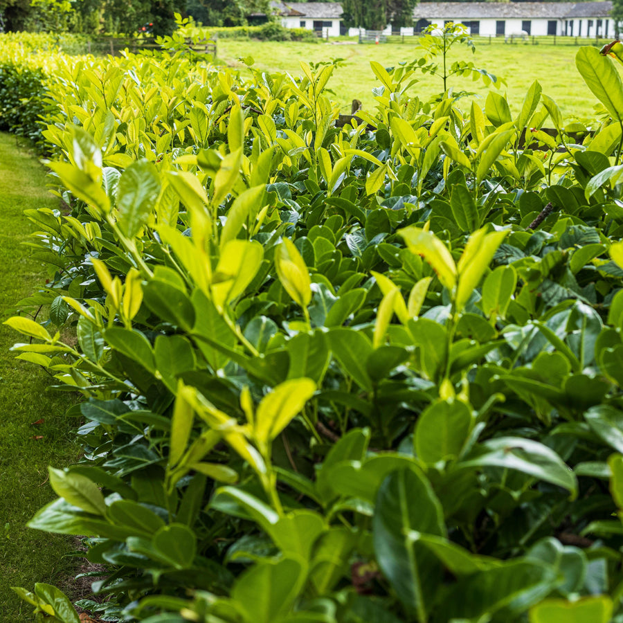 Cherry Laurel Novita Mature Cherry Laurel 'Novita' hedge with vibrant green new growth, forming a dense privacy screen along a garden edge. 2