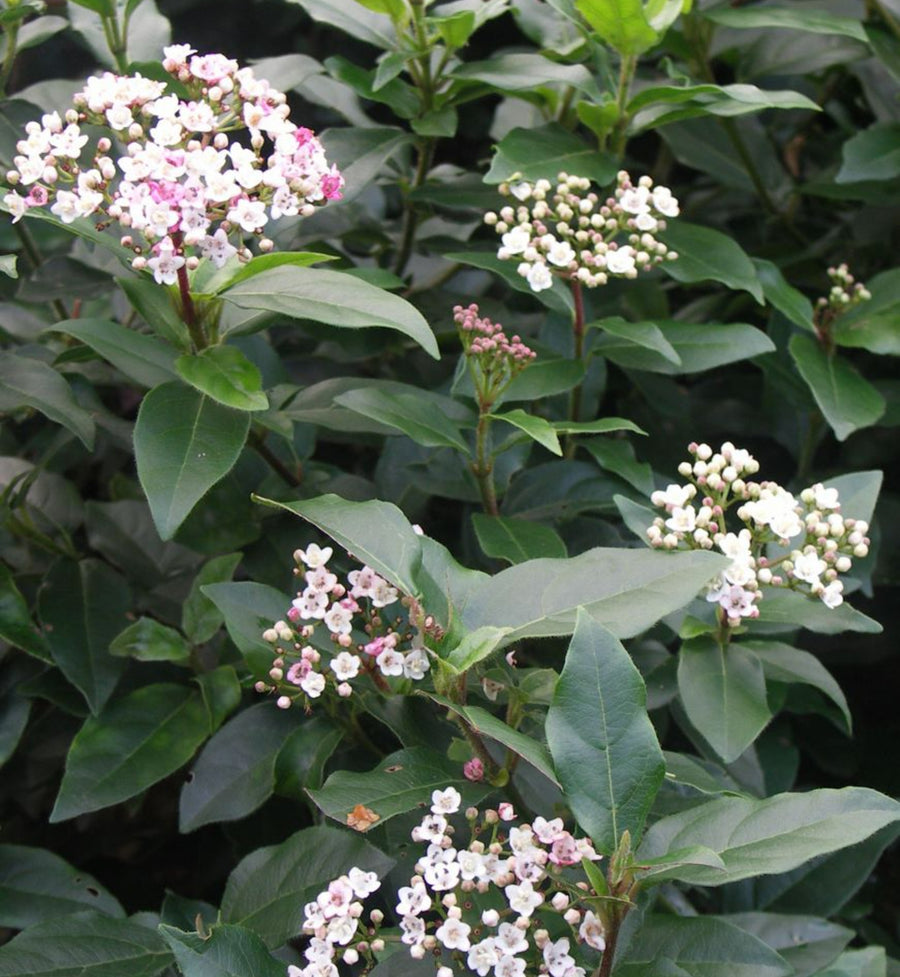 Viburnum Tinus ‘Eve Price’ Hedging Shrub in 9L Pot A section of a mature Viburnum 'Tinus Eve's shrub. The leaves are a glossy deep green and the clusters of flowers are bright white.  1
