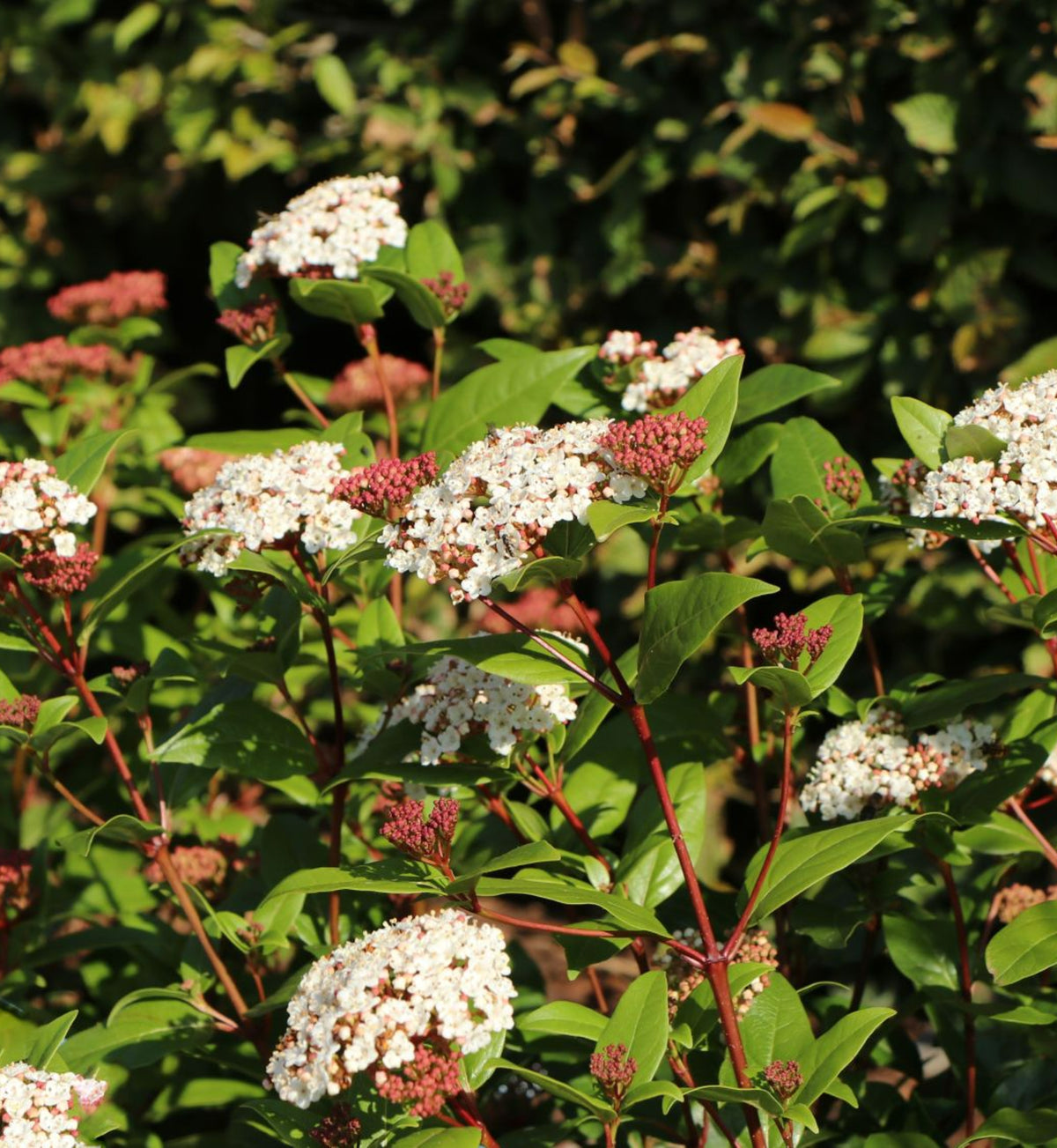 Viburnum Tinus Spirit Hedging Shrub in 9L Pot A mature Viburnum 'Tinus Spirit' planted in a garden. The shrub bears clusters of masses of tiny white flowers, along with buds which have not yet flowered, which are red.  1