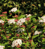 Viburnum Tinus Spirit Hedging Shrub in 9L Pot A mature Viburnum 'Tinus Spirit' planted in a garden. The shrub bears clusters of masses of tiny white flowers, along with buds which have not yet flowered, which are red.  1
