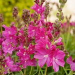 Sidalcea, Pulmonaria & Helleborus Bare Root Mix  2