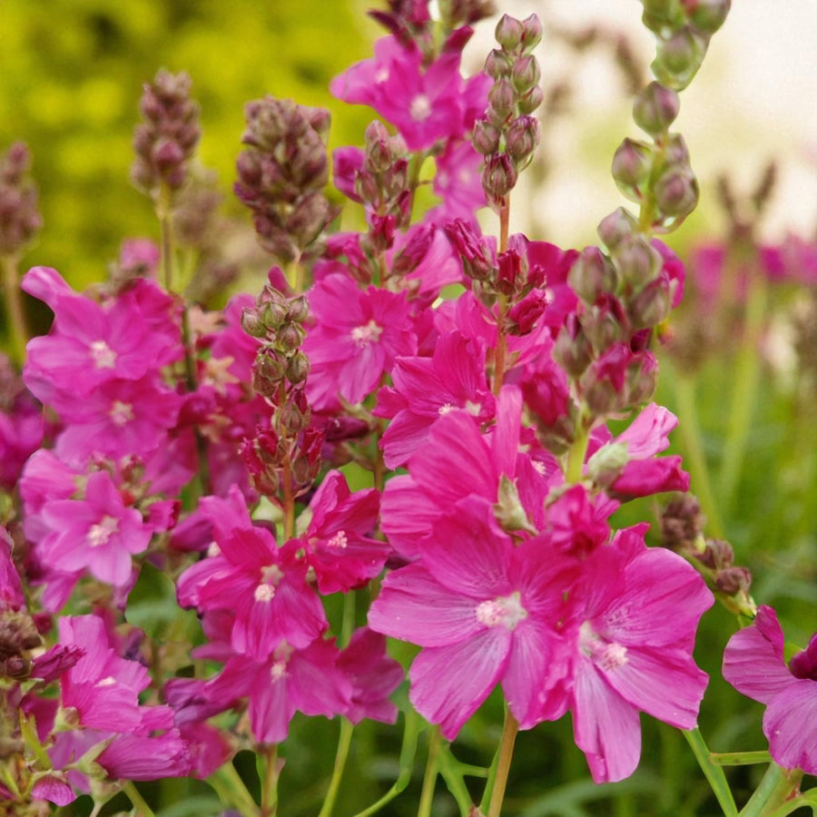 Sidalcea, Pulmonaria & Helleborus Bare Root Mix  2