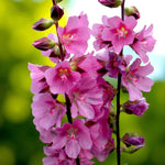 Sidalcea Candy Girl Bare Root  3