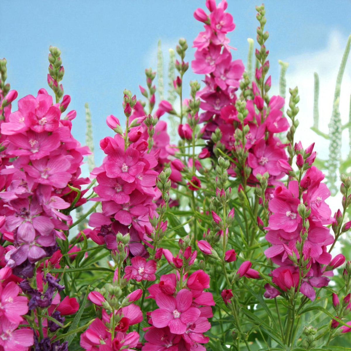 Sidalcea Candy Girl Bare Root  4