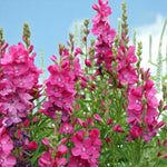 Sidalcea Candy Girl Bare Root  4