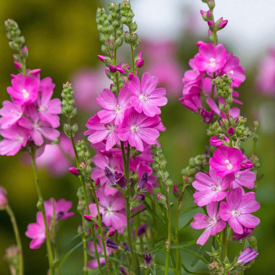 Sidalcea Candy Girl Bare Root  1