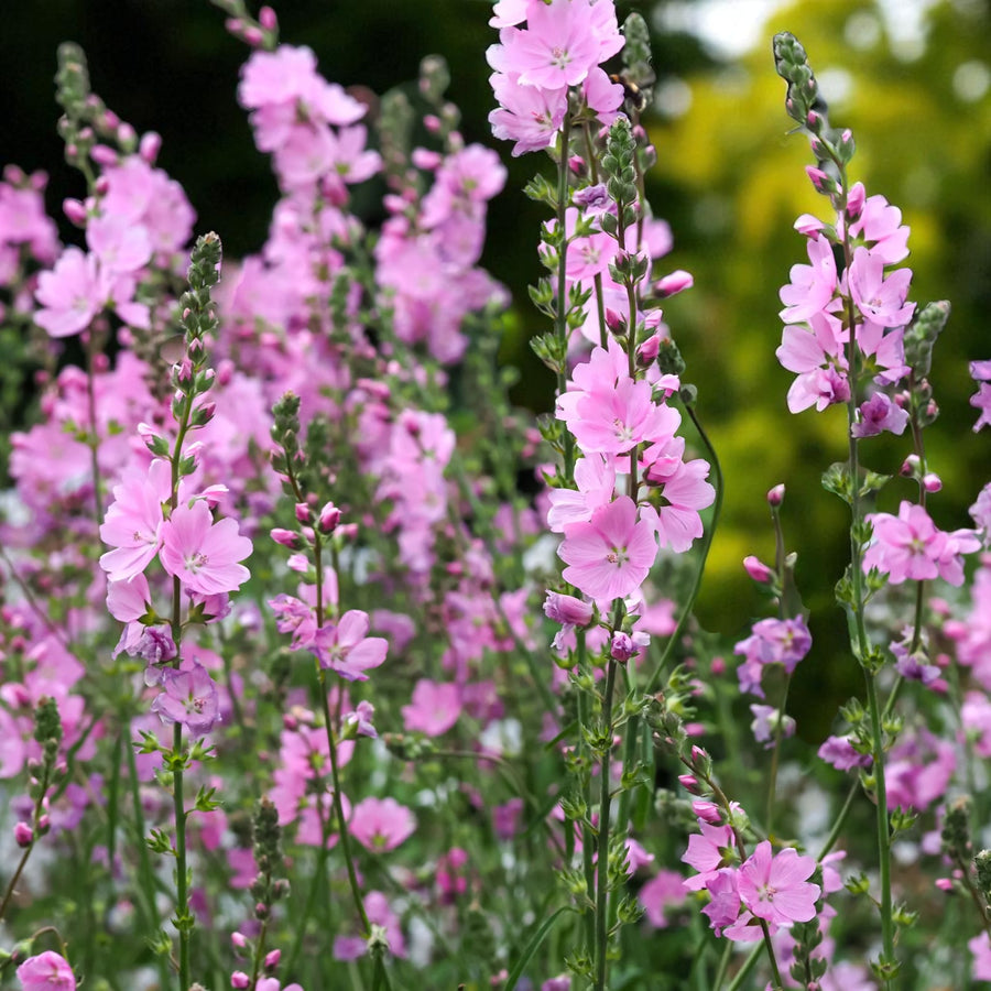 Sidalcea Little Princess Bare Root  1