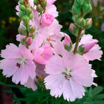 Sidalcea Little Princess Bare Root  2