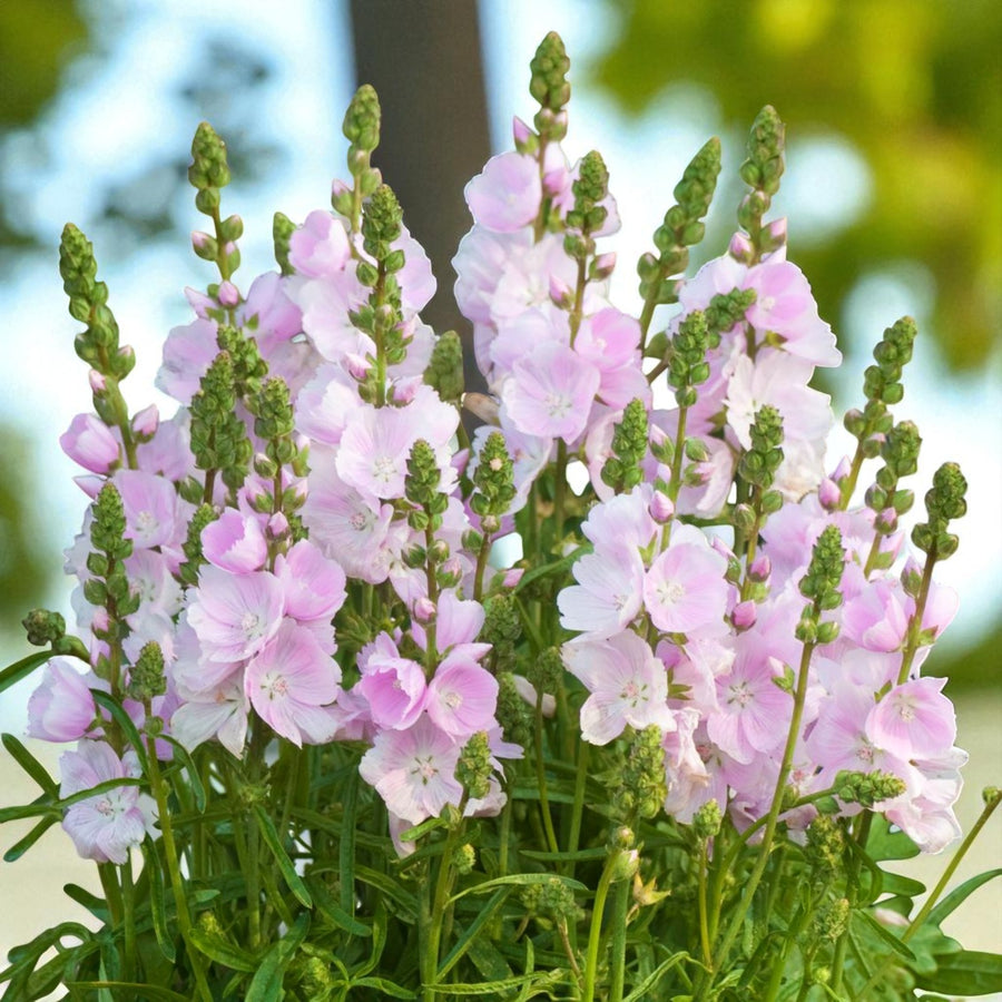 Sidalcea Little Princess Bare Root  3