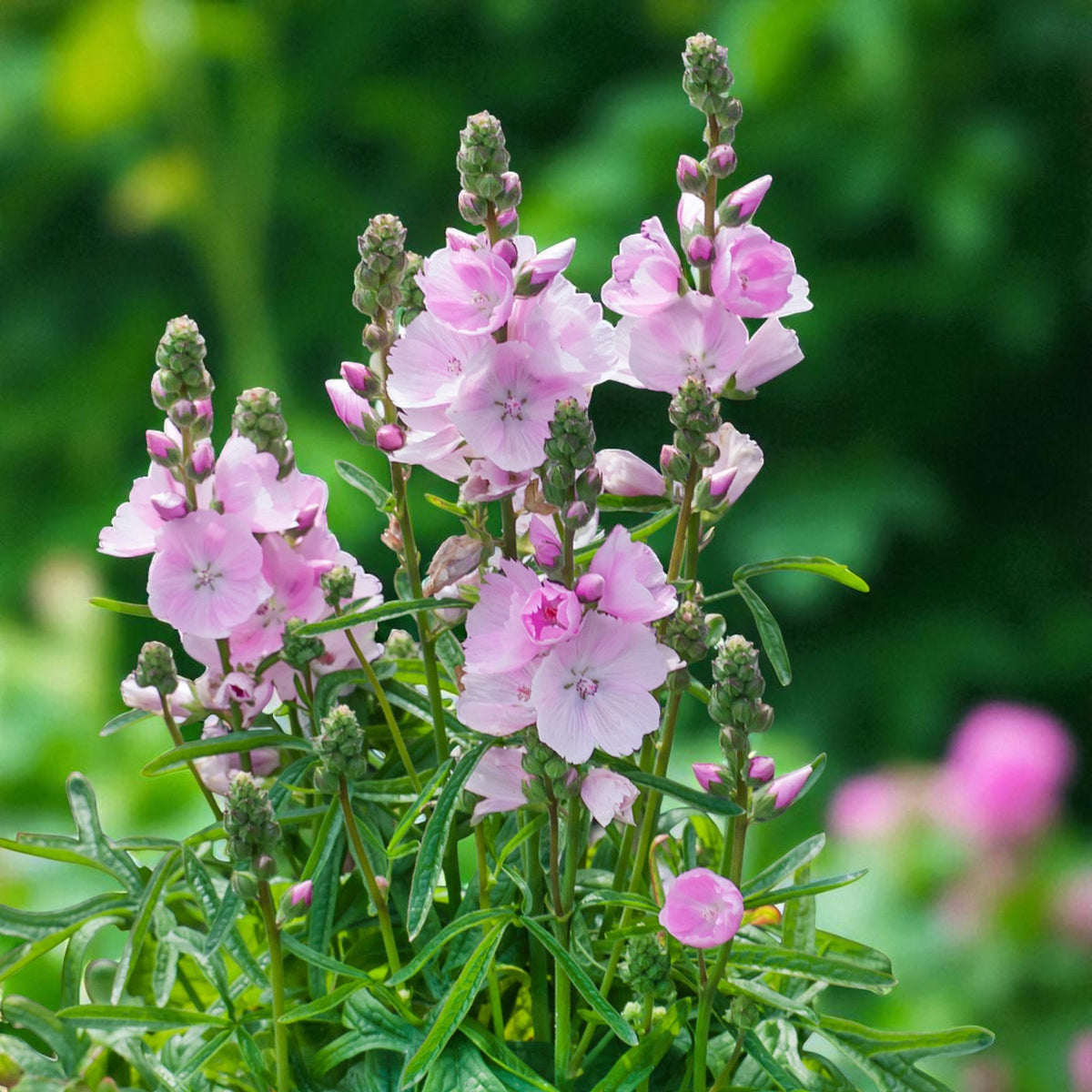 Sidalcea Little Princess Bare Root  4