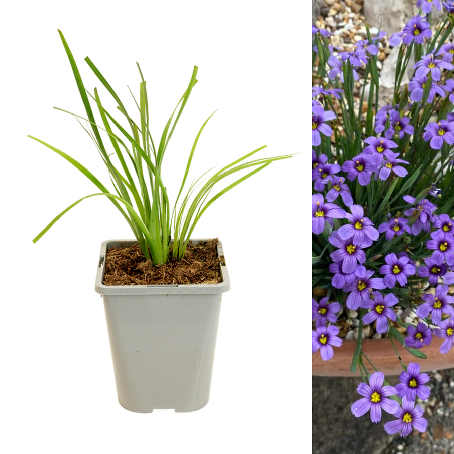 Sisyrinchium Bellum one potted plant with long, thin green leaves on the left, and a close-up of a cluster of small, star-shaped purple flowers with yellow centres on the right. 1