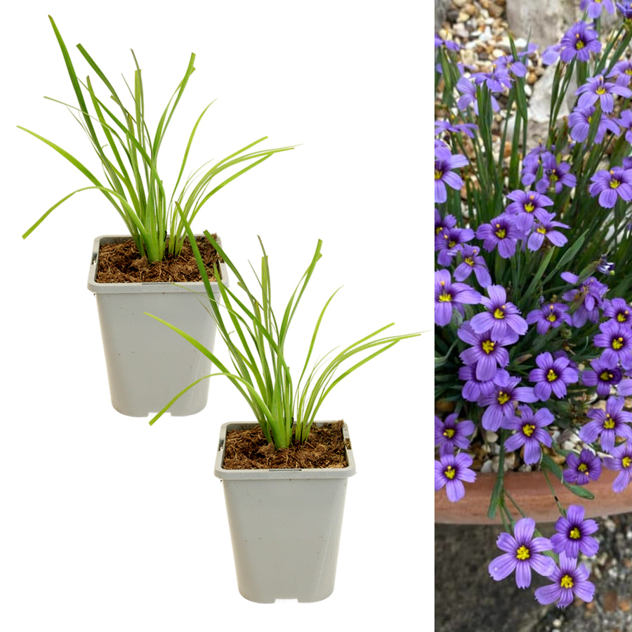 Sisyrinchium Bellum two potted plant with long, thin green leaves on the left, and a close-up of a cluster of small, star-shaped purple flowers with yellow centres on the right. 6
