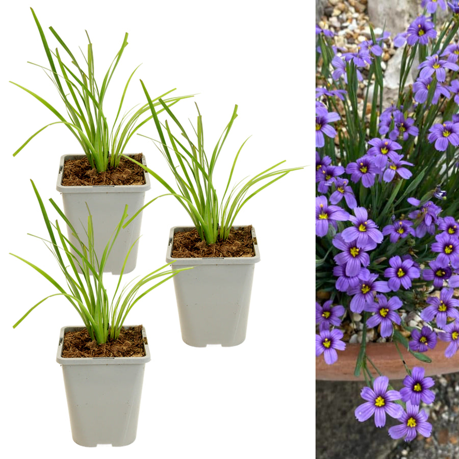Sisyrinchium Bellum three potted plant with long, thin green leaves on the left, and a close-up of a cluster of small, star-shaped purple flowers with yellow centres on the right. 7
