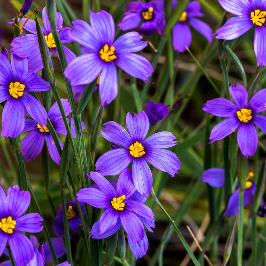 Sisyrinchium Bellum cluster of blue purple star shaped flowers with yellow centres against green grass like foliage 1