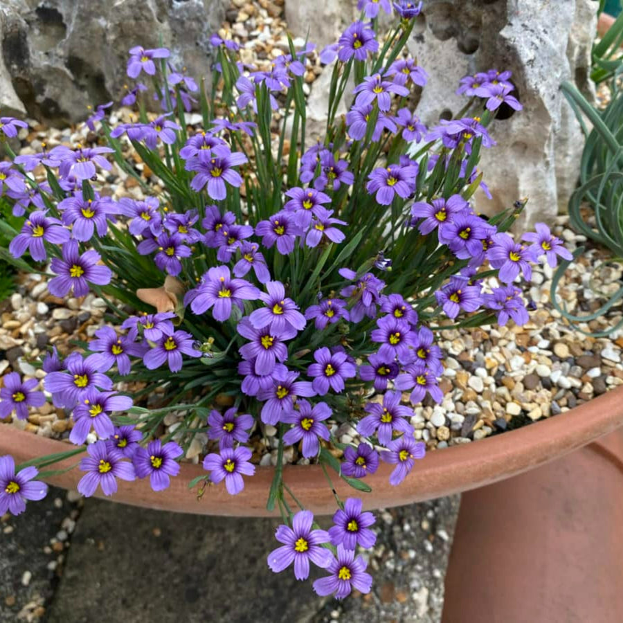 Sisyrinchium Bellum cluster of blue purple star shaped flowers with yellow centres in planter with small gravel stones around it 3