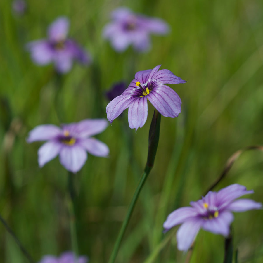 Sisyrinchium Bellum close up of single purple blue flower in foreground with similar flowers out of focus in background 4