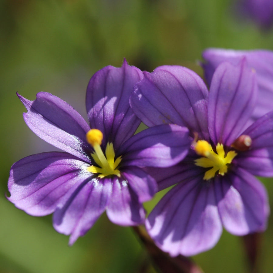 Sisyrinchium Bellum close up of two purple blue starry flower heads 5