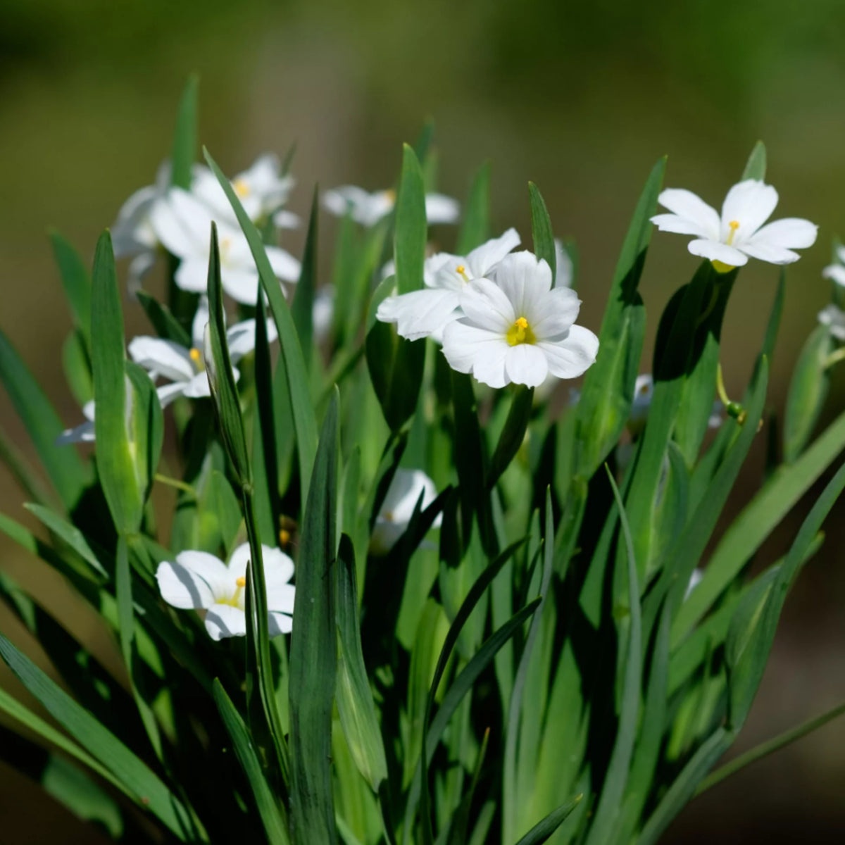 Sisyrinchium Iceberg A clump of Sisyrinchium 'Iceberg' with slender green leaves and delicate white flowers with yellow centres, growing outdoors in bright sunlight. 1