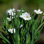 Sisyrinchium Iceberg A clump of Sisyrinchium 'Iceberg' with slender green leaves and delicate white flowers with yellow centres, growing outdoors in bright sunlight. 1