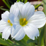 Sisyrinchium Iceberg Close up of two white Sisyrinchium 'Iceberg' blooms showing fine petal veining and prominent yellow stamens. 2