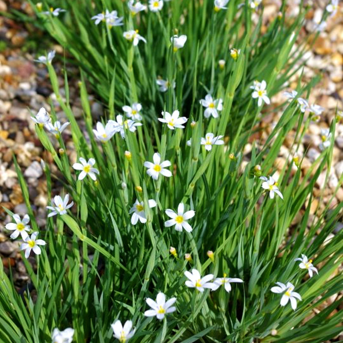 Sisyrinchium Iceberg A gravel garden bed filled with numerous Sisyrinchium 'Iceberg' plants in bloom, displaying fine green foliage and scattered white flowers. 3