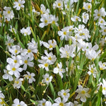 Sisyrinchium Iceberg Dense flowering of Sisyrinchium 'Iceberg' in a garden setting, showing masses of dainty white star shaped flowers with yellow centres. 4