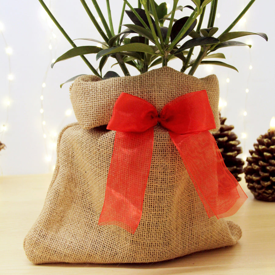 Skimmia Fragrant Cloud Plant Gift Wrapped Skimmia Fragrant Cloud Plant Gift Wrapped image2 4