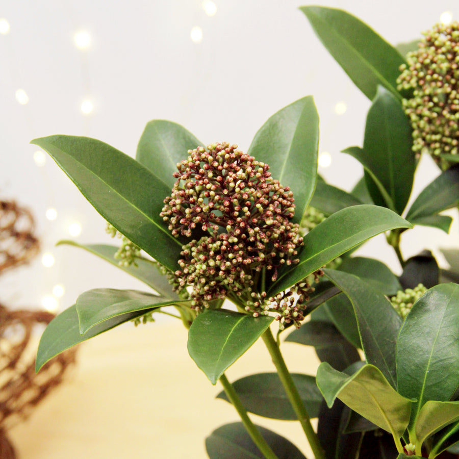 Skimmia Fragrant Cloud  3