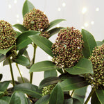 Skimmia Fragrant Cloud  4