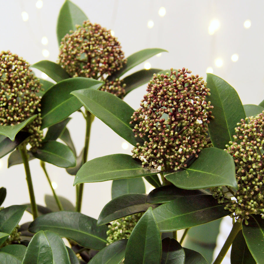 Skimmia Fragrant Cloud  4