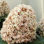 Skimmia Fragrant Cloud  2