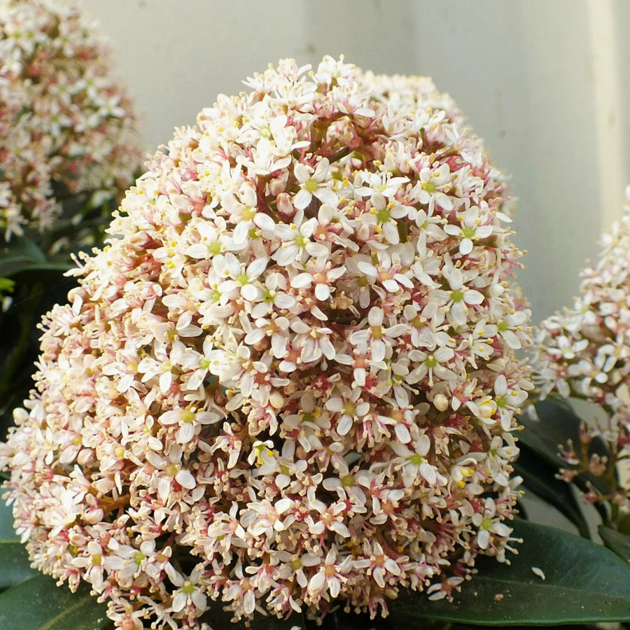 Skimmia Fragrant Cloud  2