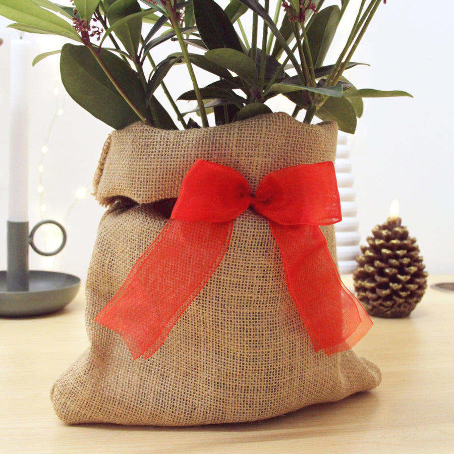 Skimmia Rubella Plant Gift Wrapped Skimmia Rubella Plant Gift Wrapped image2 3