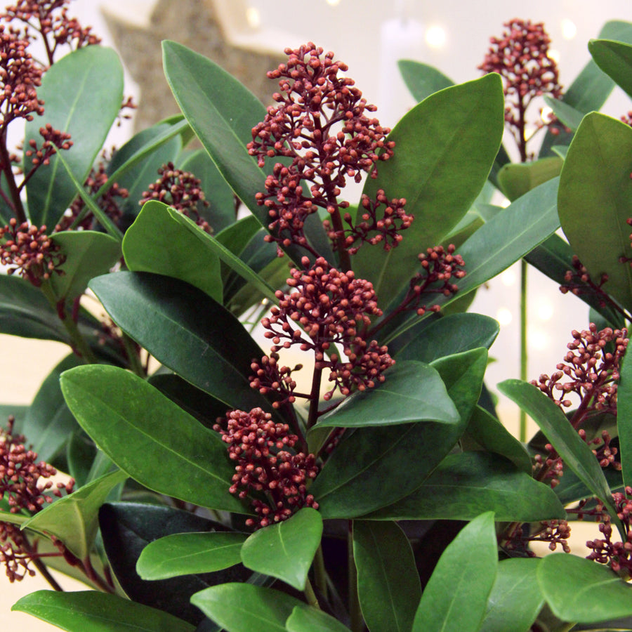 Skimmia Rubella  3