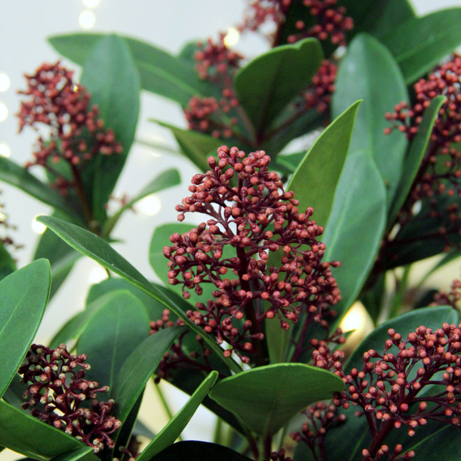 Skimmia Rubella  1