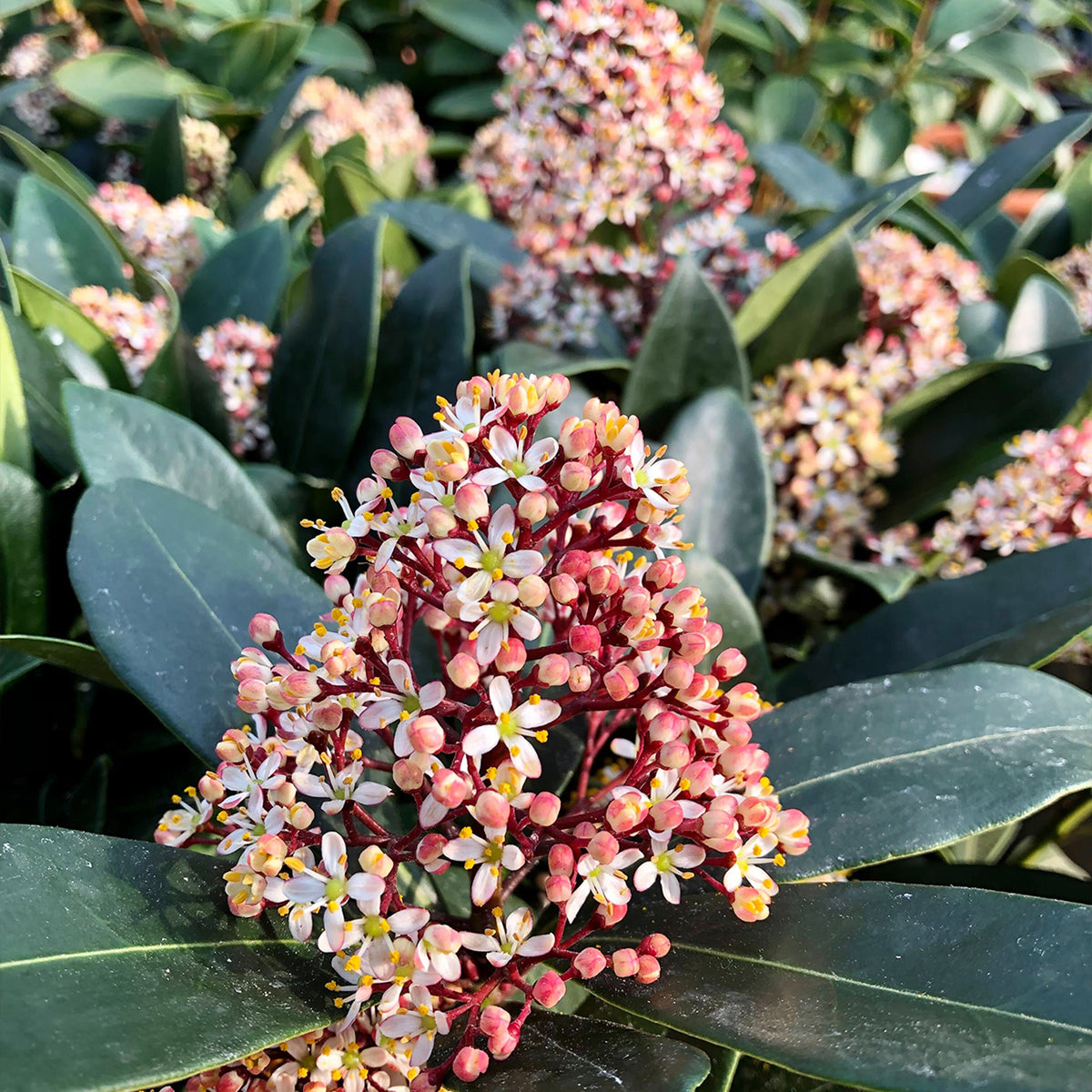 Skimmia Rubella  3