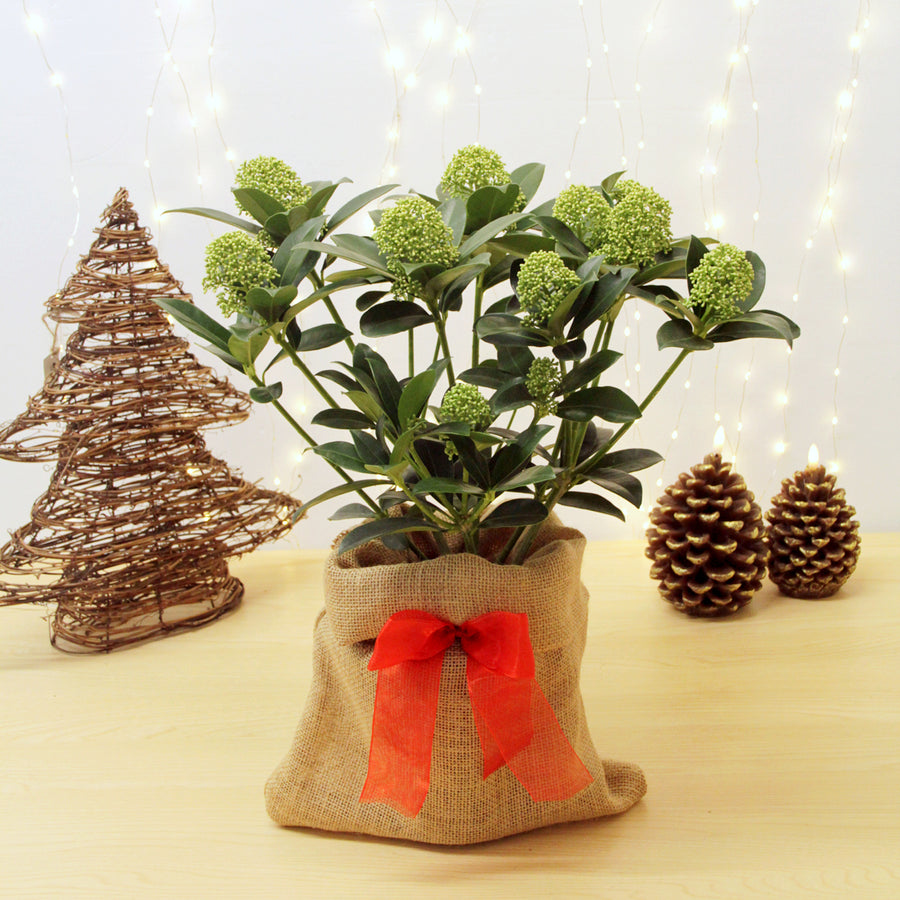 Skimmia White Globe Plant Gift Wrapped Skimmia White Globe Plant Gift Wrapped image1 1
