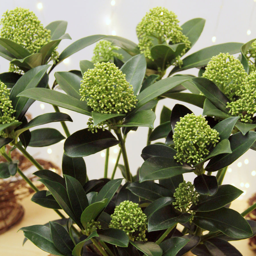 Skimmia White Globe Plant Gift Wrapped Skimmia White Globe Plant Gift Wrapped image3 3