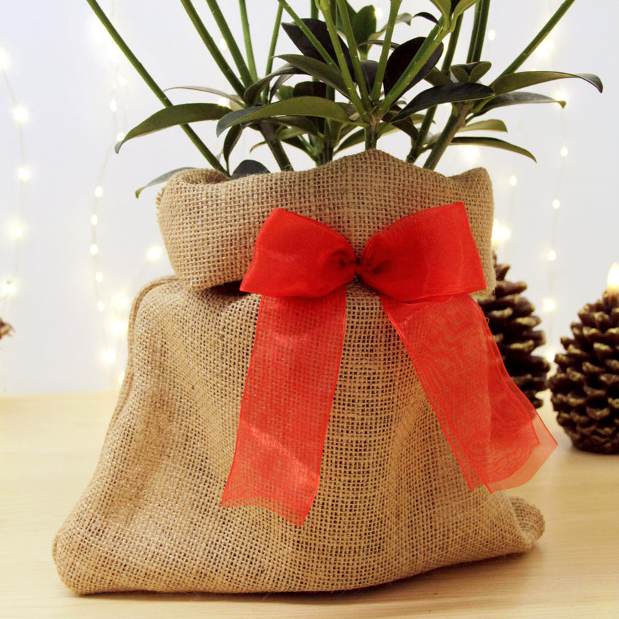 Skimmia White Globe Plant Gift Wrapped Skimmia White Globe Plant Gift Wrapped image2 2