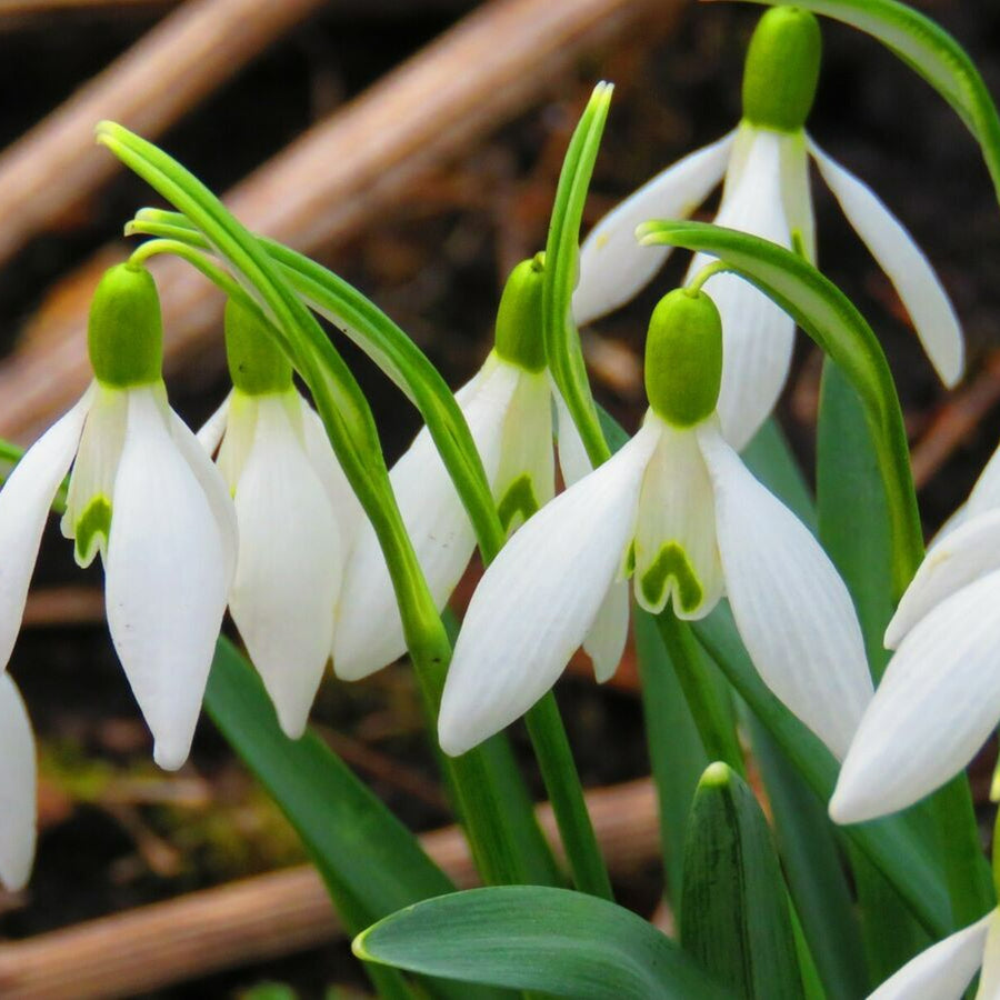 Giant Snowdrop White Bulbs Giant Snowdrop White Bulbs image4 4