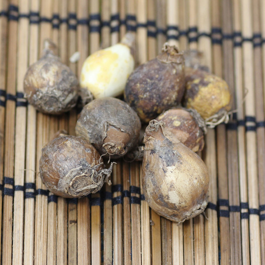 Giant Snowdrop White Bulbs Giant Snowdrop White Bulbs image2 2