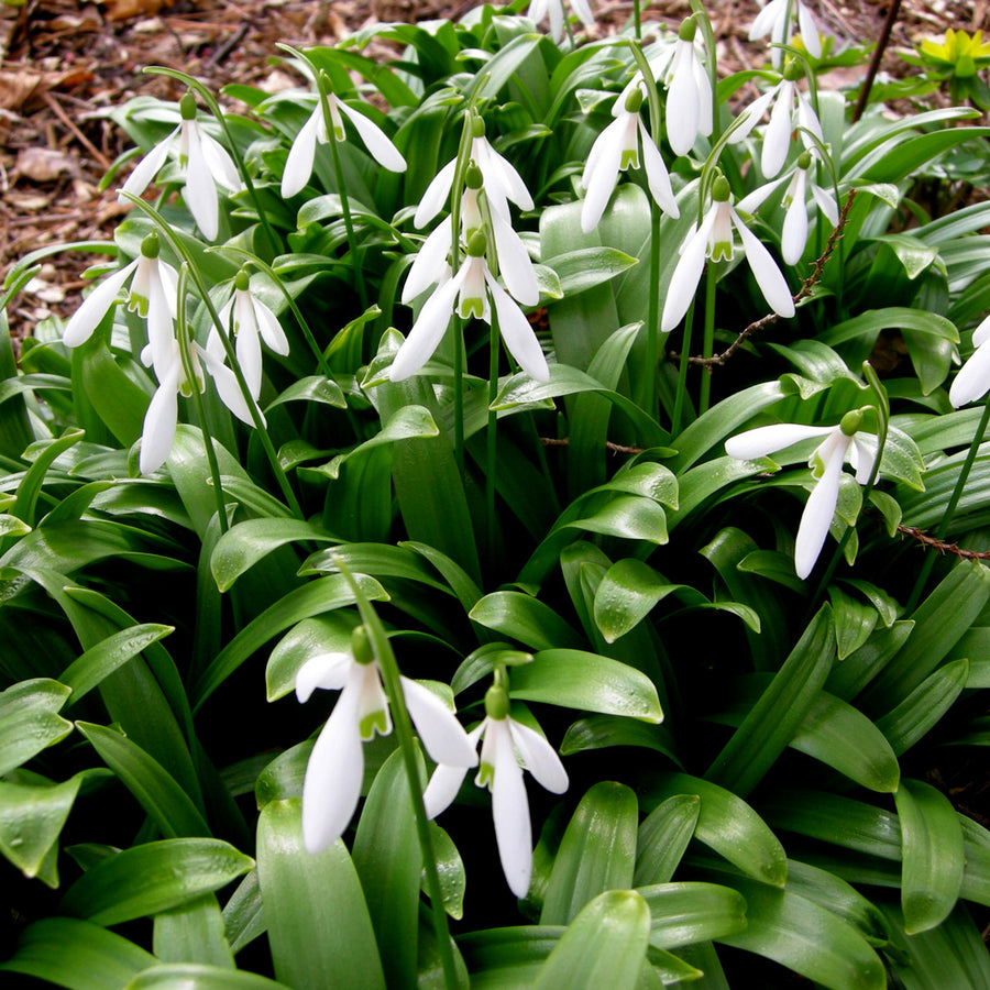 Giant Snowdrop White Bulbs Giant Snowdrop White Bulbs image3 3