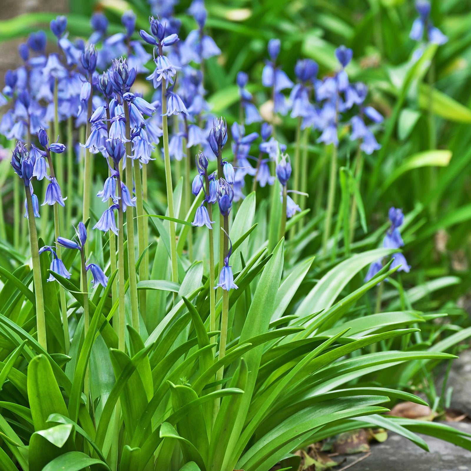 Spanish Bluebell Bulbs