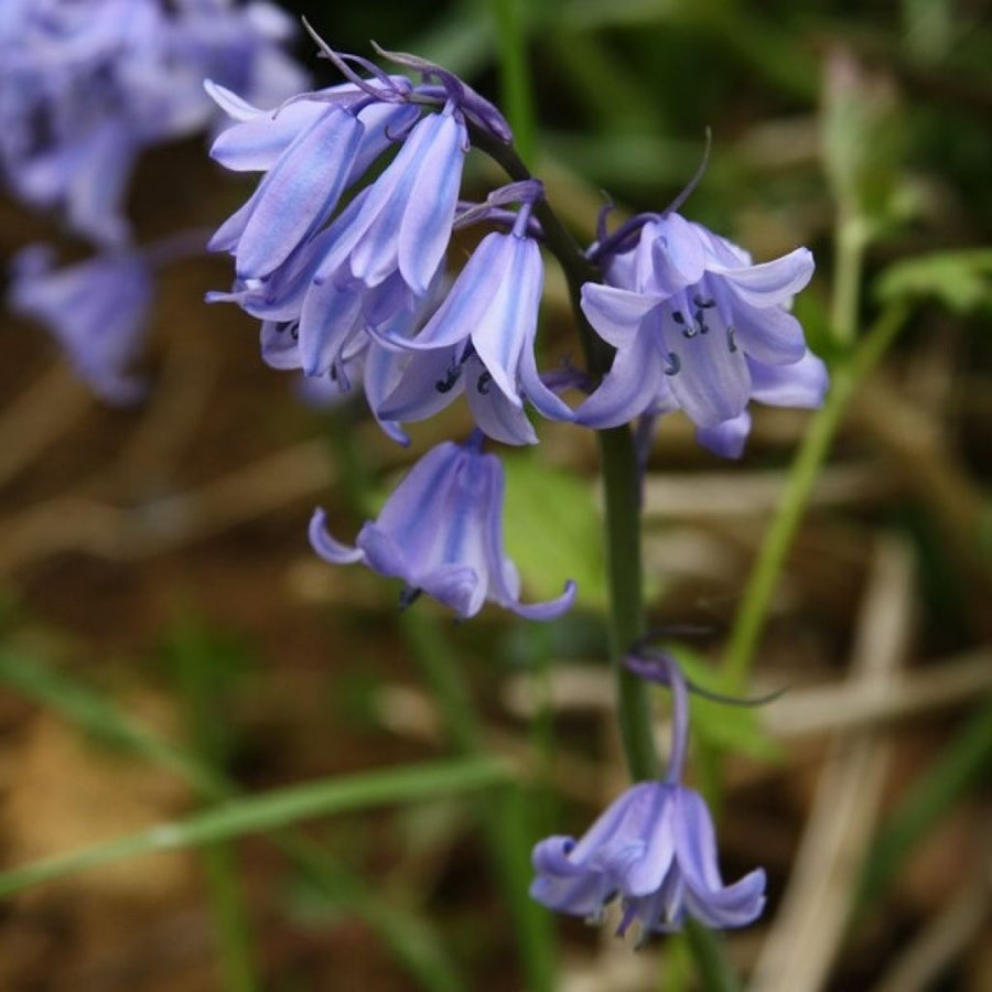 Spanish Bluebell Bulbs Spanish Bluebell Bulbs image3 3