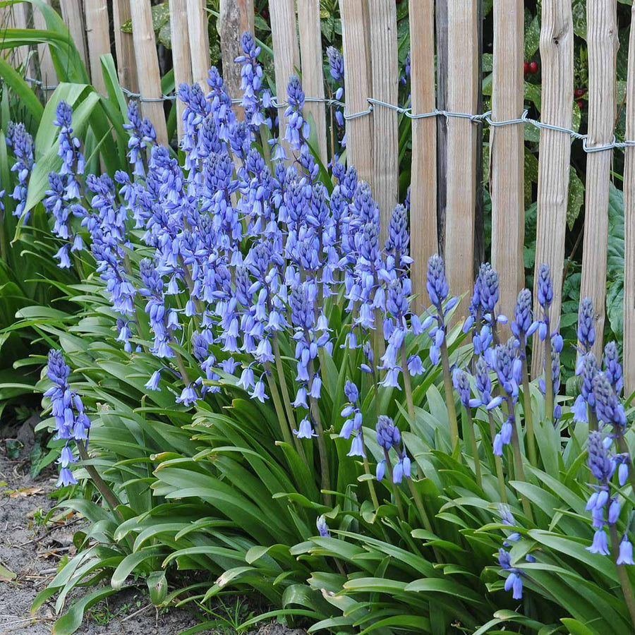 Spanish Bluebell Bulbs Spanish Bluebell Bulbs image4 4