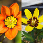 Sparaxis Summer Bulbs SPARBLBDUO1 - sparaxis duo yellow orange mixed summer flowering bulbs - image1 4