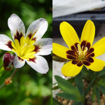 Sparaxis Summer Bulbs SPARBLBDUO2 - sparaxis duo yellow white mixed summer flowering bulbs - image1 5